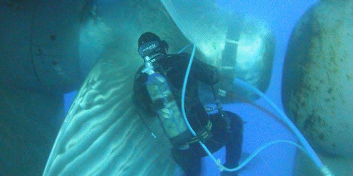 Hull Cleaning & Propeller Polishing